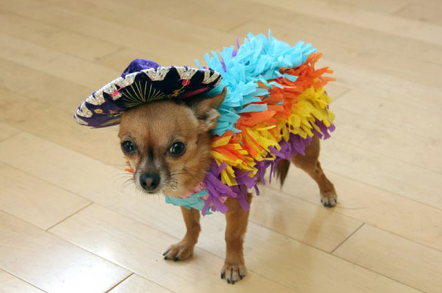 Mexican costumes for dogs best sale